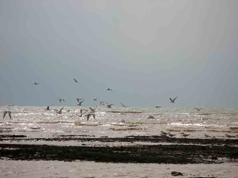 ساحل لیان-ساحل ریشهر